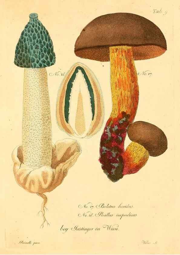 Reproducción/Reproduction 8495631426: Fungi austriaci delectu singulari iconibus XL observationibusque. Wien :C. Gerold,1830.