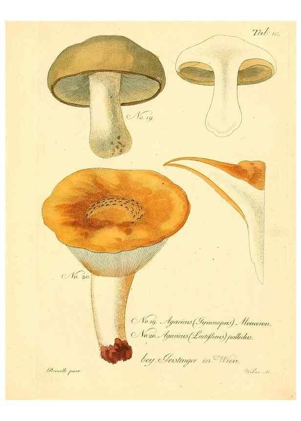 Reproducción/Reproduction 8495632112: Fungi austriaci delectu singulari iconibus XL observationibusque. Wien :C. Gerold,1830.