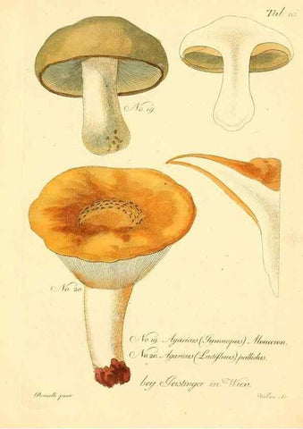 Reproducción/Reproduction 8495632112: Fungi austriaci delectu singulari iconibus XL observationibusque. Wien :C. Gerold,1830.