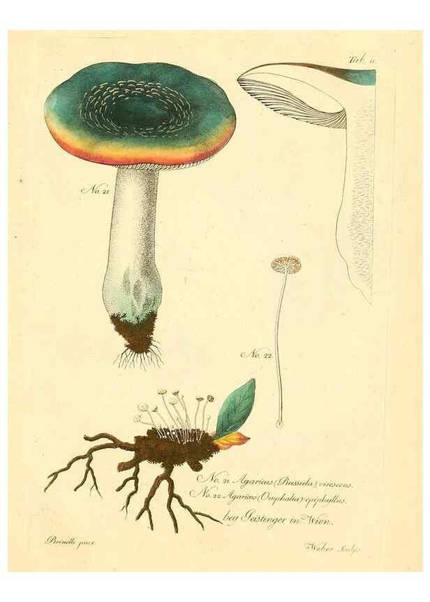 Reproducción/Reproduction 8494532171: Fungi austriaci delectu singulari iconibus XL observationibusque. Wien :C. Gerold,1830.