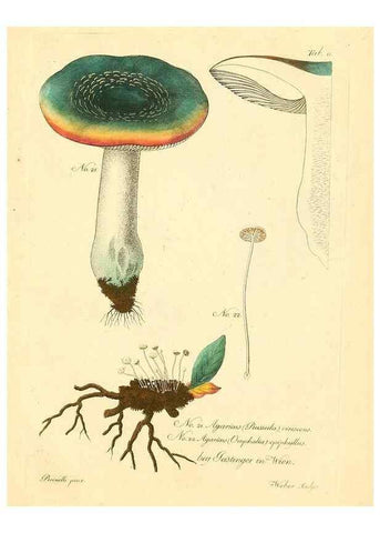 Reproducción/Reproduction 8494532171: Fungi austriaci delectu singulari iconibus XL observationibusque. Wien :C. Gerold,1830.