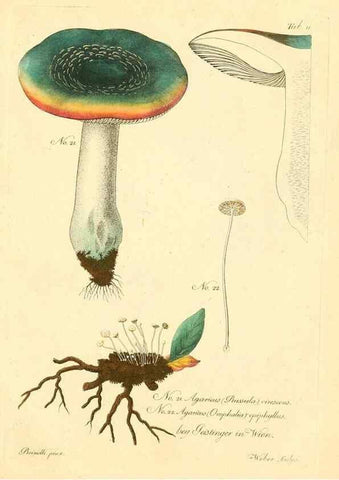 Reproducción/Reproduction 8494532171: Fungi austriaci delectu singulari iconibus XL observationibusque. Wien :C. Gerold,1830.