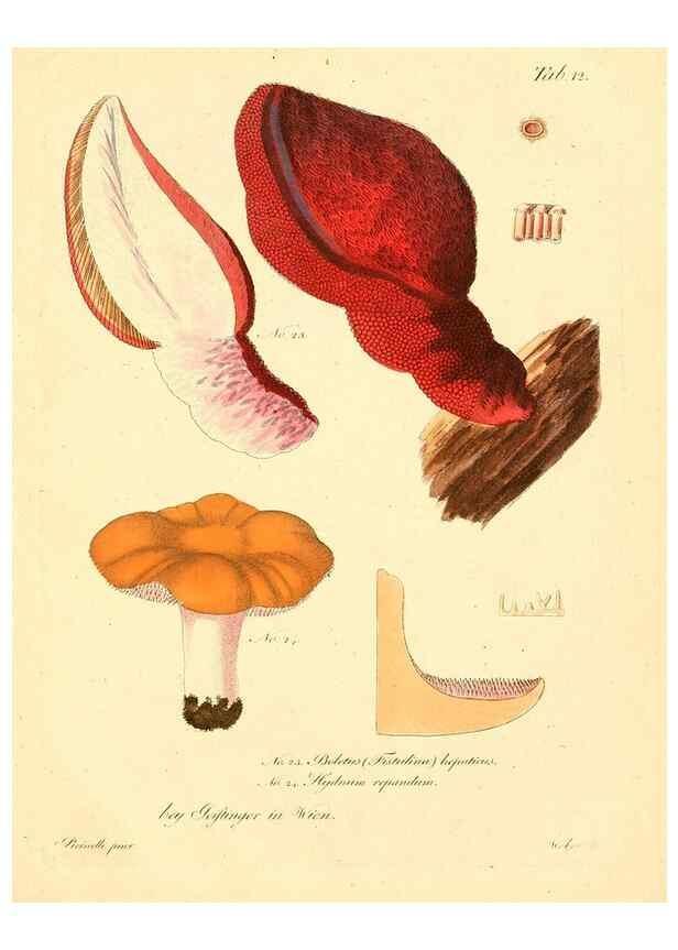 Reproducción/Reproduction 8495633526: Fungi austriaci delectu singulari iconibus XL observationibusque. Wien :C. Gerold,1830.