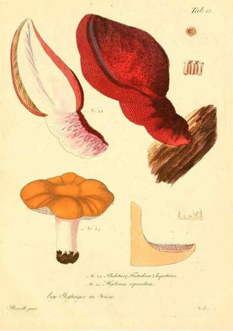 Reproducción/Reproduction 8495633526: Fungi austriaci delectu singulari iconibus XL observationibusque. Wien :C. Gerold,1830.