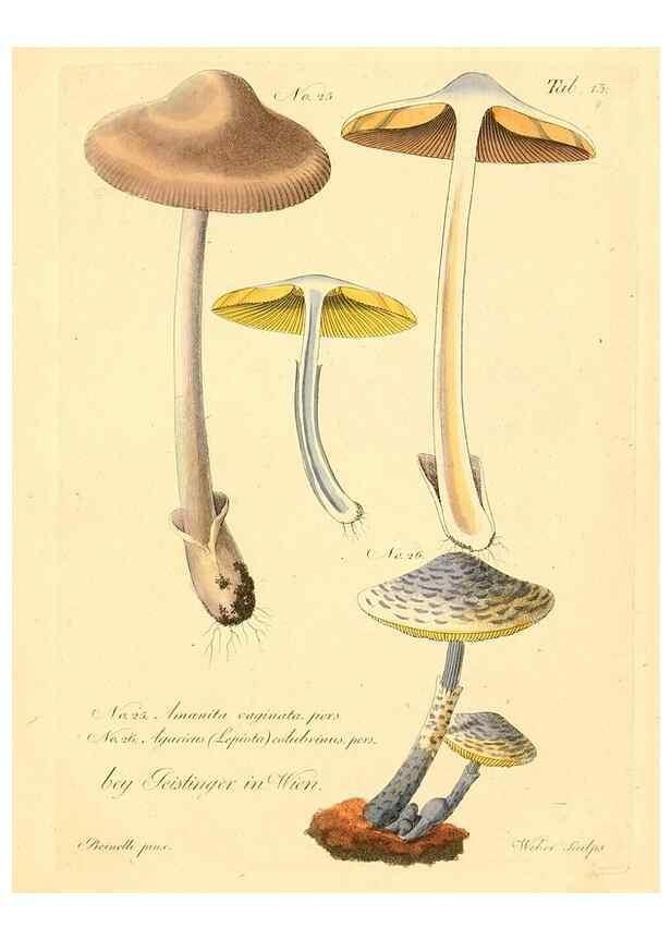Reproducción/Reproduction 8495634236: Fungi austriaci delectu singulari iconibus XL observationibusque. Wien :C. Gerold,1830.