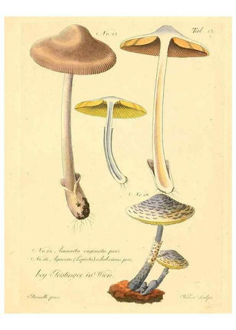 Reproducción/Reproduction 8495634236: Fungi austriaci delectu singulari iconibus XL observationibusque. Wien :C. Gerold,1830.