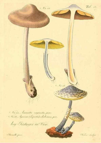 Reproducción/Reproduction 8495634236: Fungi austriaci delectu singulari iconibus XL observationibusque. Wien :C. Gerold,1830.