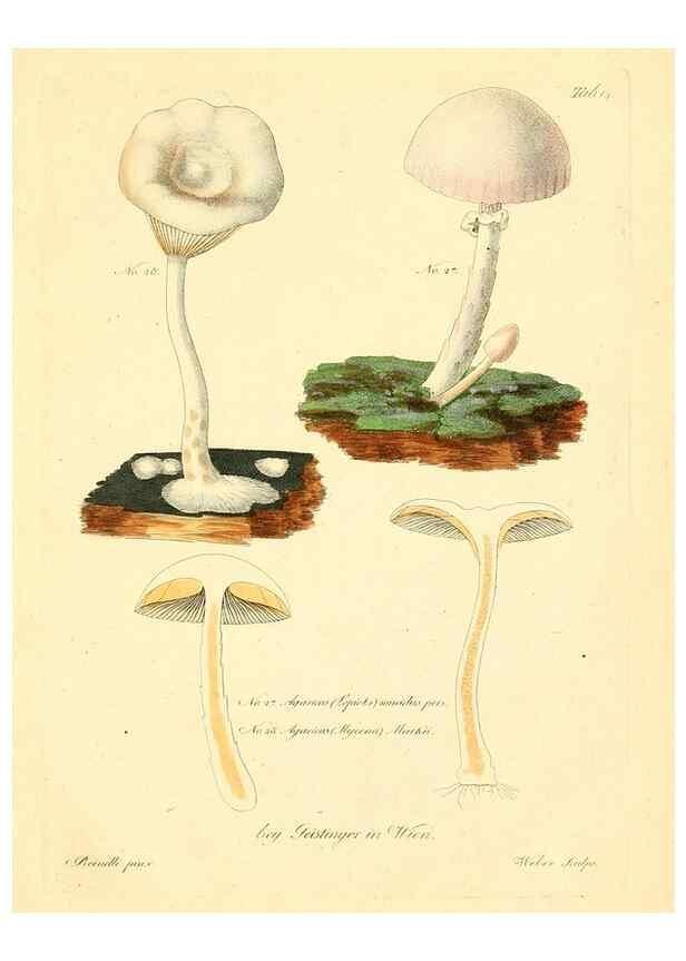 Reproducción/Reproduction 8494534053: Fungi austriaci delectu singulari iconibus XL observationibusque. Wien :C. Gerold,1830.