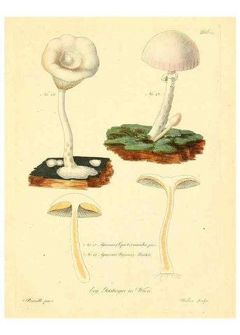 Reproducción/Reproduction 8494534053: Fungi austriaci delectu singulari iconibus XL observationibusque. Wien :C. Gerold,1830.