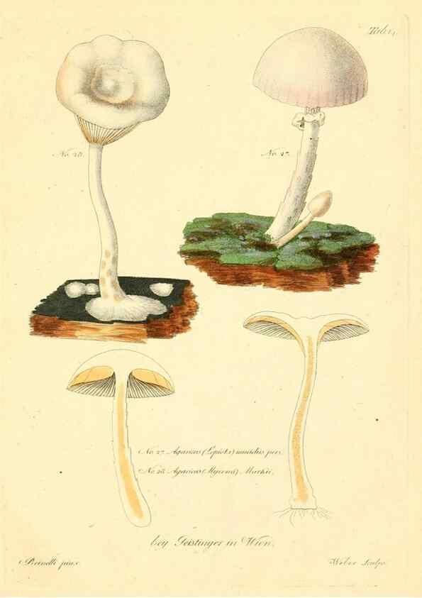 Reproducción/Reproduction 8494534053: Fungi austriaci delectu singulari iconibus XL observationibusque. Wien :C. Gerold,1830.