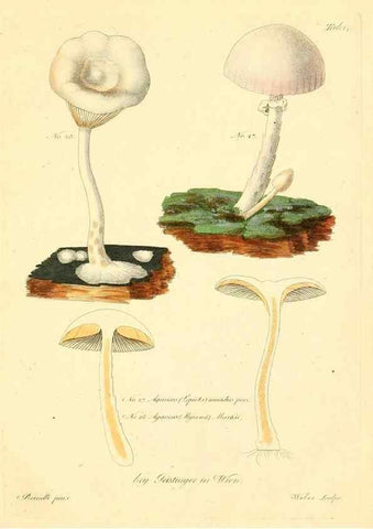 Reproducción/Reproduction 8494534053: Fungi austriaci delectu singulari iconibus XL observationibusque. Wien :C. Gerold,1830.