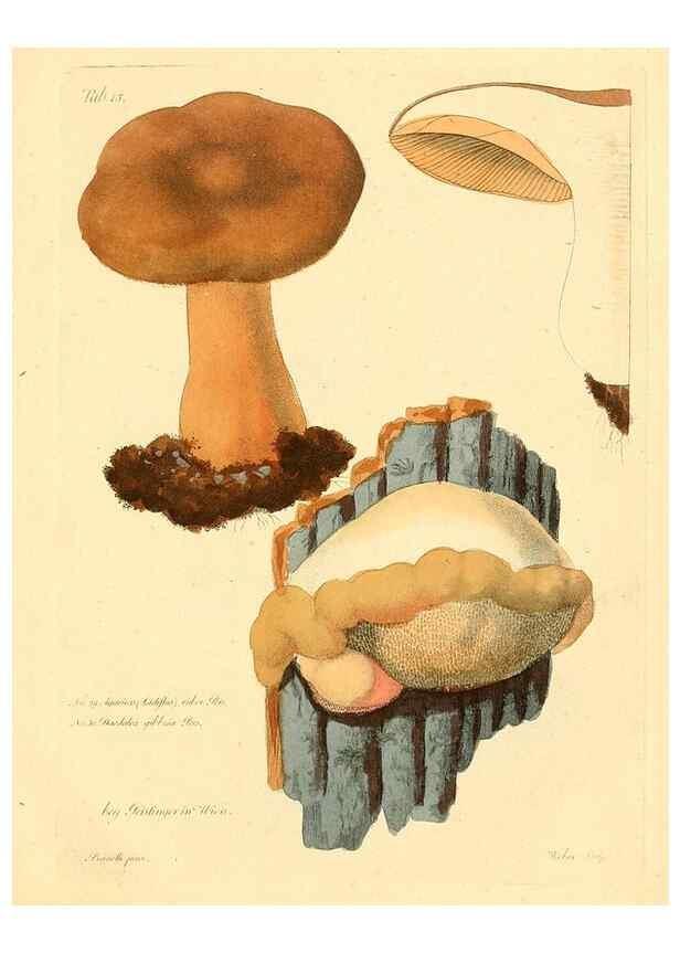 Reproducción/Reproduction 8495635124: Fungi austriaci delectu singulari iconibus XL observationibusque. Wien :C. Gerold,1830.