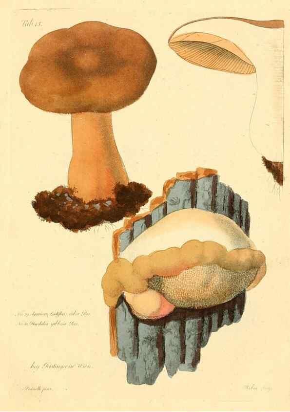 Reproducción/Reproduction 8495635124: Fungi austriaci delectu singulari iconibus XL observationibusque. Wien :C. Gerold,1830.
