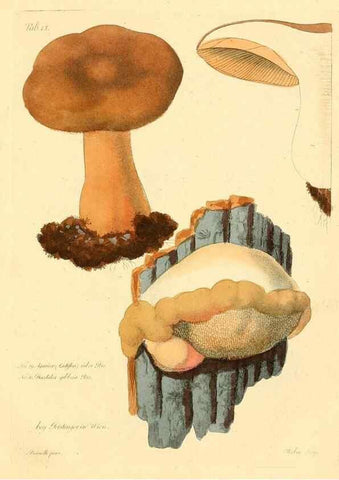 Reproducción/Reproduction 8495635124: Fungi austriaci delectu singulari iconibus XL observationibusque. Wien :C. Gerold,1830.
