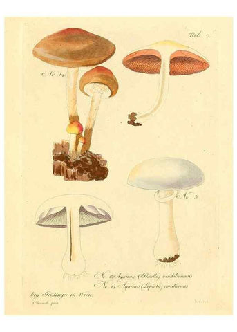 Reproducción/Reproduction 8494530273: Fungi austriaci delectu singulari iconibus XL observationibusque. Wien :C. Gerold,1830.