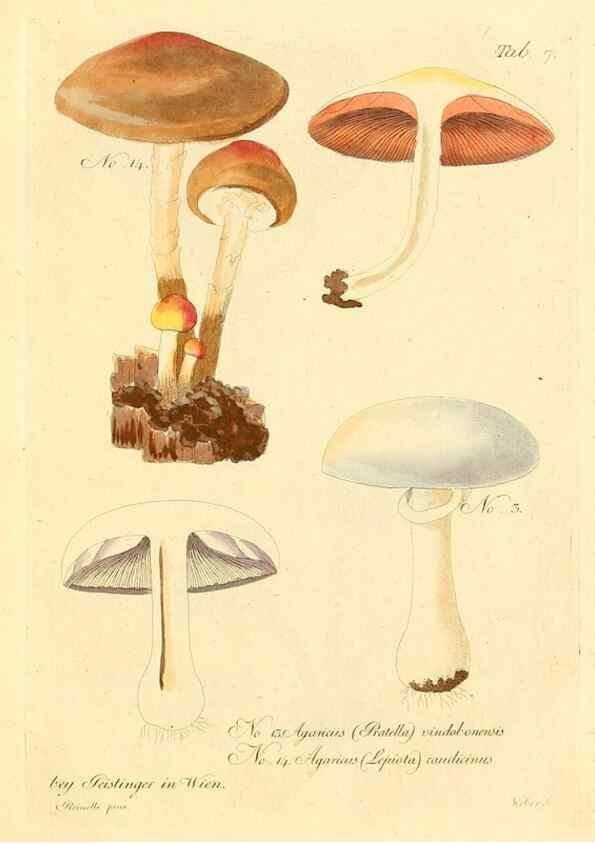 Reproducción/Reproduction 8494530273: Fungi austriaci delectu singulari iconibus XL observationibusque. Wien :C. Gerold,1830.