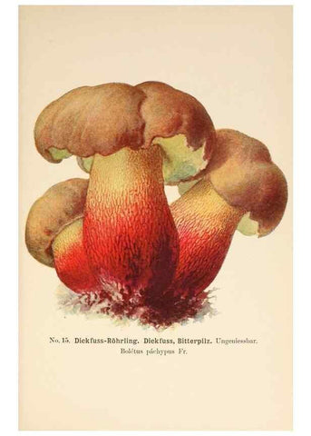 Reproducción/Reproduction 8509405179: Führer für Pilzfreunde.. Zwickau i. S.,Förster & Borries,1896.