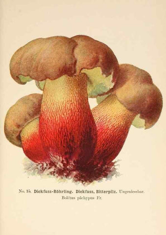 Reproducción/Reproduction 8509405179: Führer für Pilzfreunde.. Zwickau i. S.,Förster & Borries,1896.