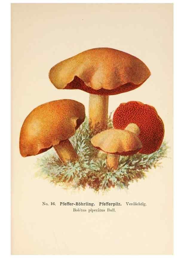 Reproducción/Reproduction 8510514316: Führer für Pilzfreunde.. Zwickau i. S.,Förster & Borries,1896.