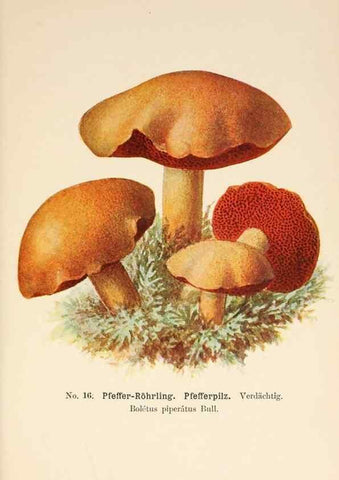 Reproducción/Reproduction 8510514316: Führer für Pilzfreunde.. Zwickau i. S.,Förster & Borries,1896.