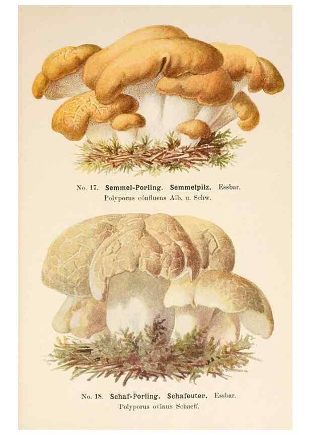 Reproducción/Reproduction 8510514686: Führer für Pilzfreunde.. Zwickau i. S.,Förster & Borries,1896.