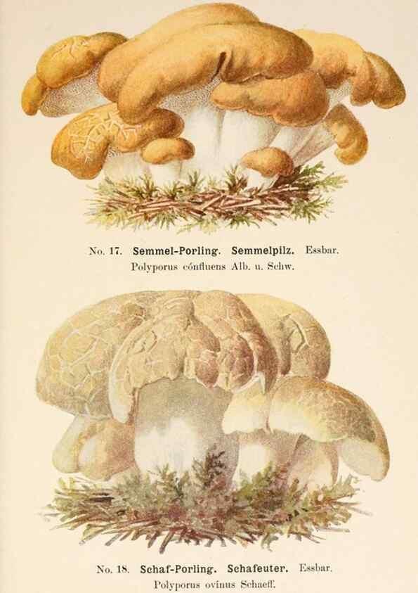 Reproducción/Reproduction 8510514686: Führer für Pilzfreunde.. Zwickau i. S.,Förster & Borries,1896.