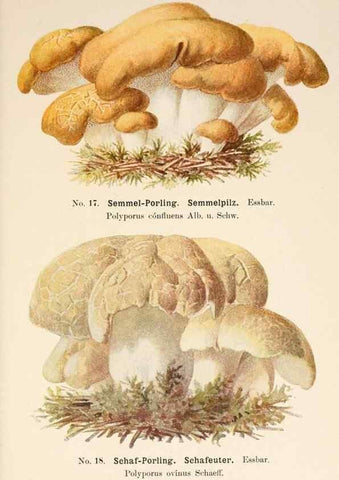 Reproducción/Reproduction 8510514686: Führer für Pilzfreunde.. Zwickau i. S.,Förster & Borries,1896.