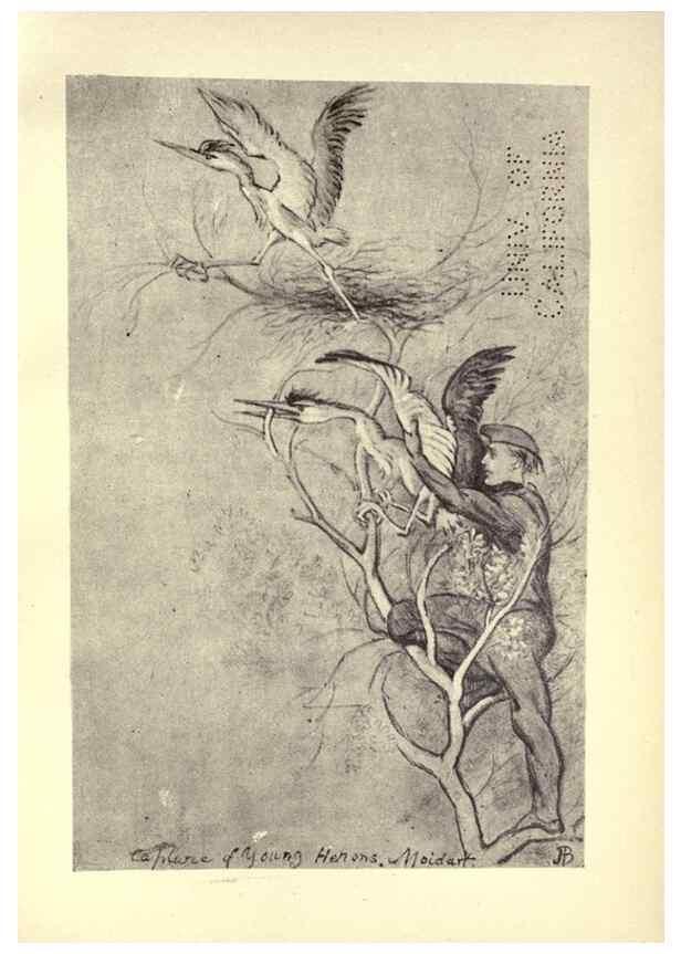 Reproducción/Reproduction 8511376732: Birds from Moidart and elsewhere /. Edinburgh :David Douglas,1895.