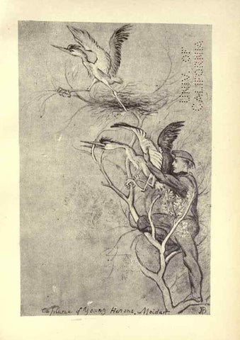 Reproducción/Reproduction 8511376732: Birds from Moidart and elsewhere /. Edinburgh :David Douglas,1895.
