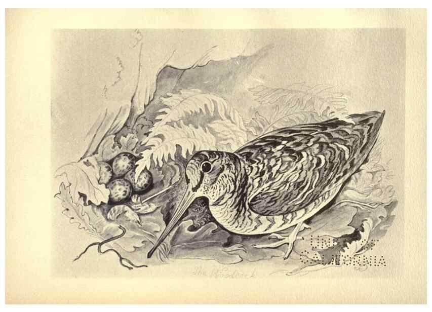 Reproducción/Reproduction 8511377438: Birds from Moidart and elsewhere /. Edinburgh :David Douglas,1895.