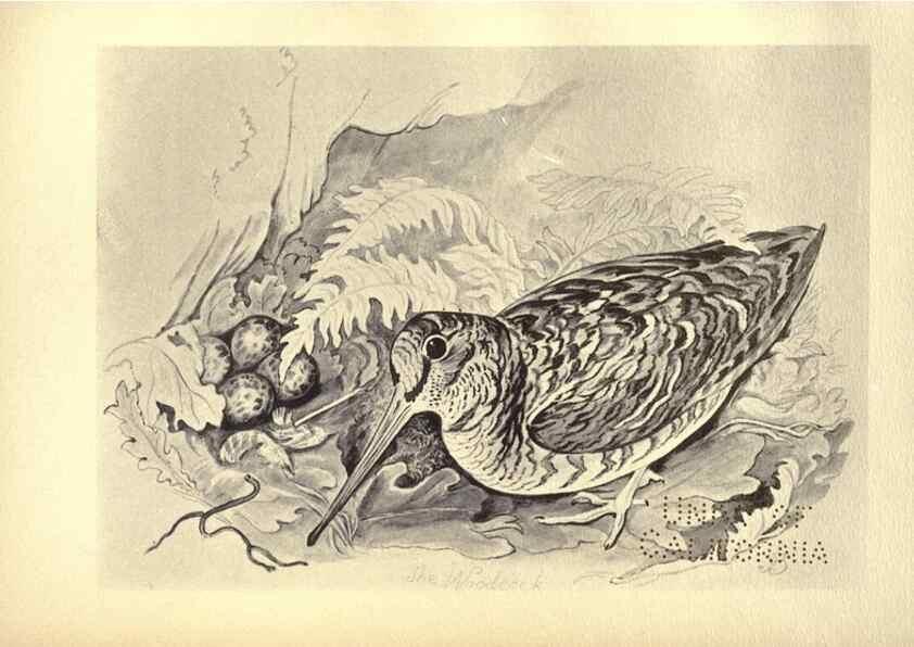 Reproducción/Reproduction 8511377438: Birds from Moidart and elsewhere /. Edinburgh :David Douglas,1895.