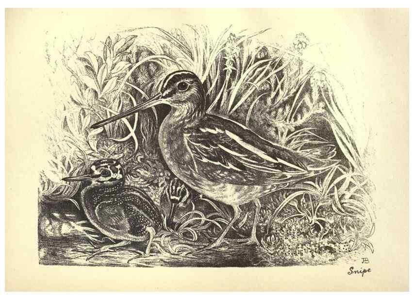 Reproducción/Reproduction 8510268723: Birds from Moidart and elsewhere /. Edinburgh :David Douglas,1895.