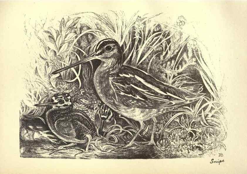 Reproducción/Reproduction 8510268723: Birds from Moidart and elsewhere /. Edinburgh :David Douglas,1895.