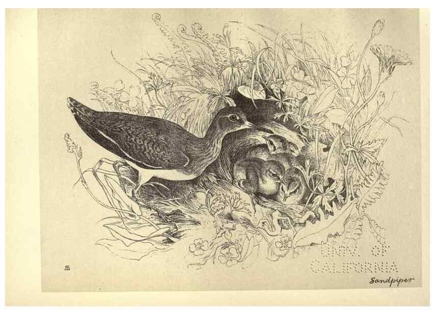 Reproducción/Reproduction 8511379144: Birds from Moidart and elsewhere /. Edinburgh :David Douglas,1895.