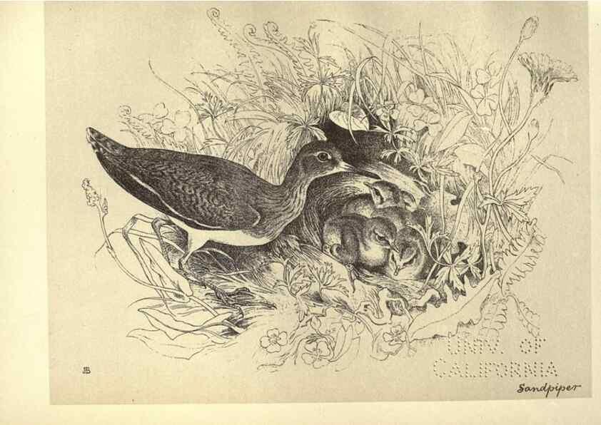 Reproducción/Reproduction 8511379144: Birds from Moidart and elsewhere /. Edinburgh :David Douglas,1895.
