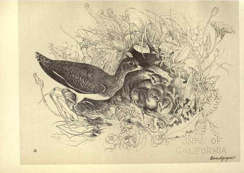 Reproducción/Reproduction 8511379144: Birds from Moidart and elsewhere /. Edinburgh :David Douglas,1895.