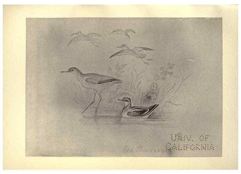 Reproducción/Reproduction 8511379658: Birds from Moidart and elsewhere /. Edinburgh :David Douglas,1895.