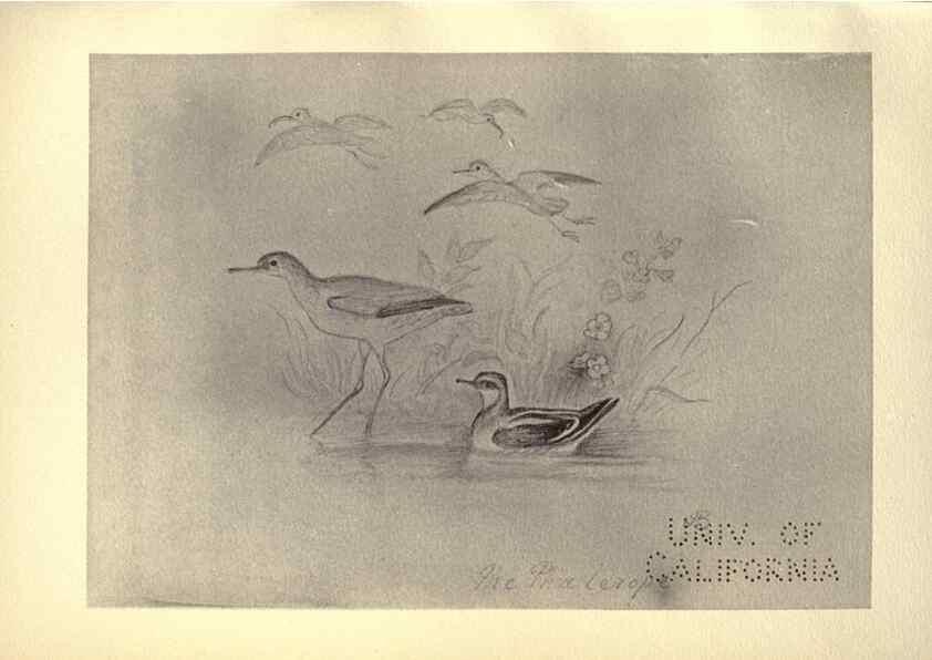 Reproducción/Reproduction 8511379658: Birds from Moidart and elsewhere /. Edinburgh :David Douglas,1895.