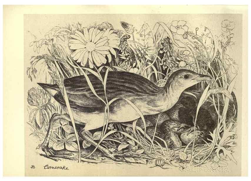 Reproducción/Reproduction 8510270373: Birds from Moidart and elsewhere /. Edinburgh :David Douglas,1895.