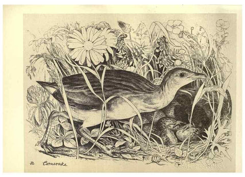 Reproducción/Reproduction 8510270373: Birds from Moidart and elsewhere /. Edinburgh :David Douglas,1895.