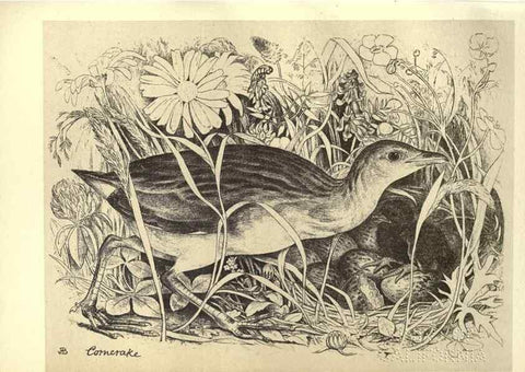 Reproducción/Reproduction 8510270373: Birds from Moidart and elsewhere /. Edinburgh :David Douglas,1895.