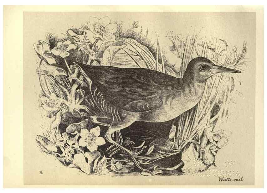Reproducción/Reproduction 8511380830: Birds from Moidart and elsewhere /. Edinburgh :David Douglas,1895.