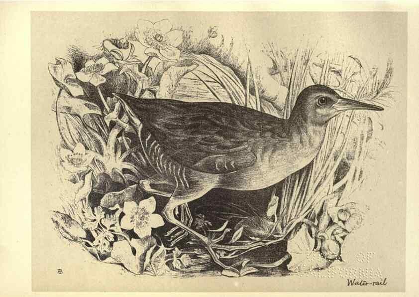 Reproducción/Reproduction 8511380830: Birds from Moidart and elsewhere /. Edinburgh :David Douglas,1895.