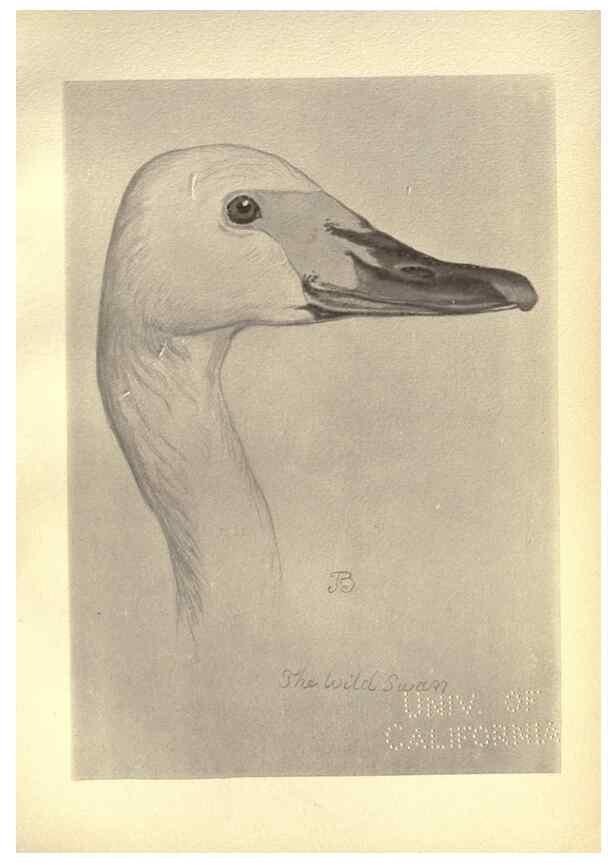 Reproducción/Reproduction 8511382144: Birds from Moidart and elsewhere /. Edinburgh :David Douglas,1895.
