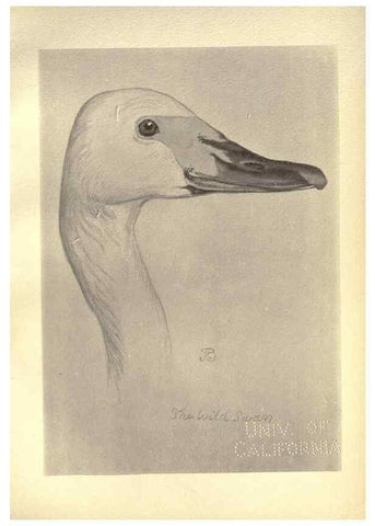Reproducción/Reproduction 8511382144: Birds from Moidart and elsewhere /. Edinburgh :David Douglas,1895.