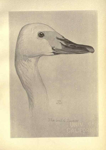 Reproducción/Reproduction 8511382144: Birds from Moidart and elsewhere /. Edinburgh :David Douglas,1895.