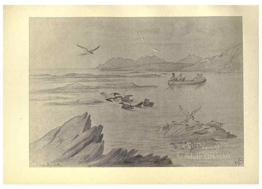 Reproducción/Reproduction 8511384504: Birds from Moidart and elsewhere /. Edinburgh :David Douglas,1895.