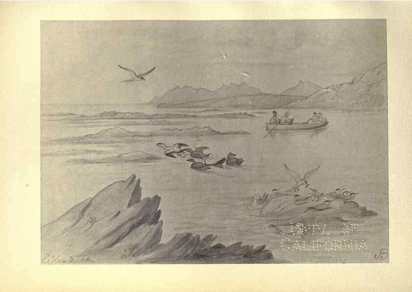 Reproducción/Reproduction 8511384504: Birds from Moidart and elsewhere /. Edinburgh :David Douglas,1895.