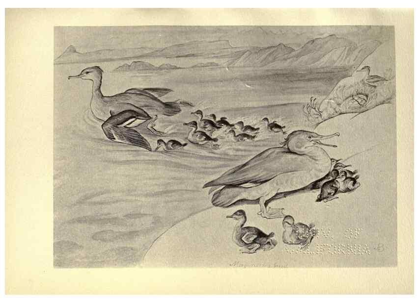 Reproducción/Reproduction 8511385858: Birds from Moidart and elsewhere /. Edinburgh :David Douglas,1895.