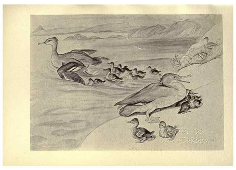 Reproducción/Reproduction 8511385858: Birds from Moidart and elsewhere /. Edinburgh :David Douglas,1895.